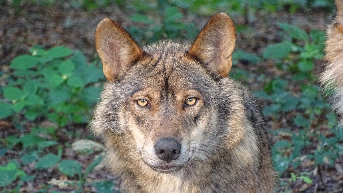 Wolf 2705883 1280