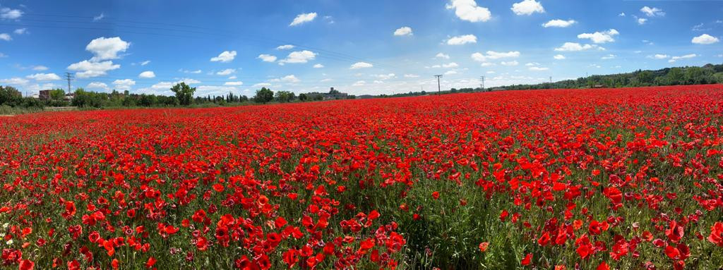 Amapolas