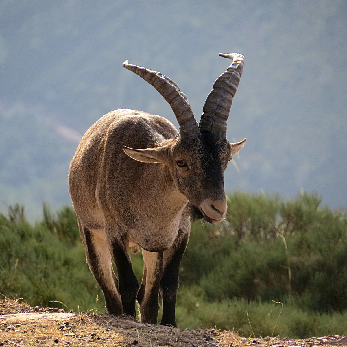 Cabramontes