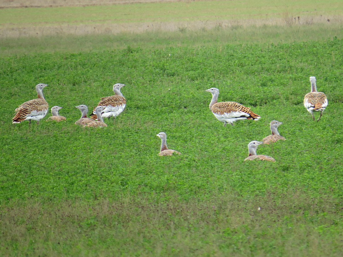 Avutardas