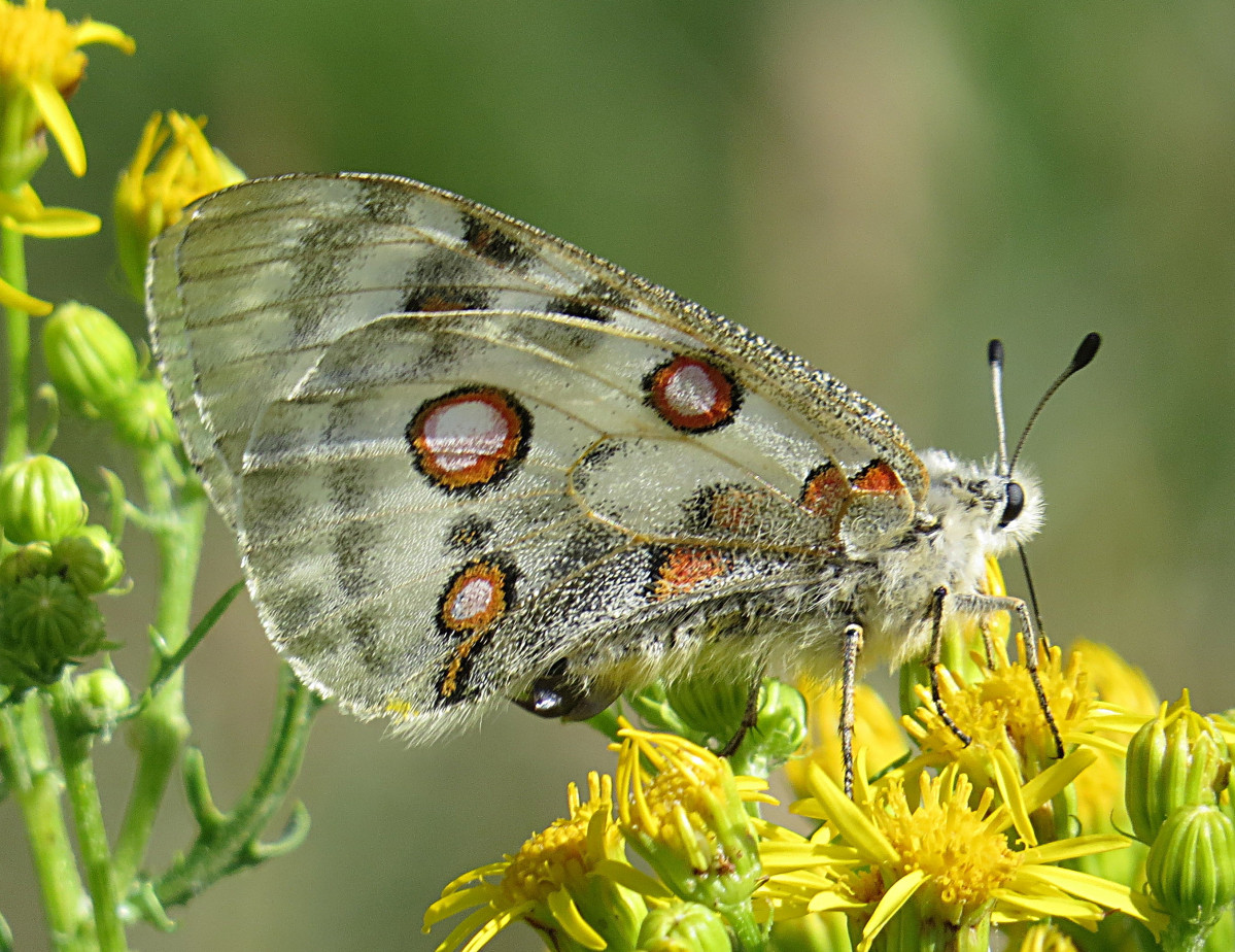 Mariposaapolo
