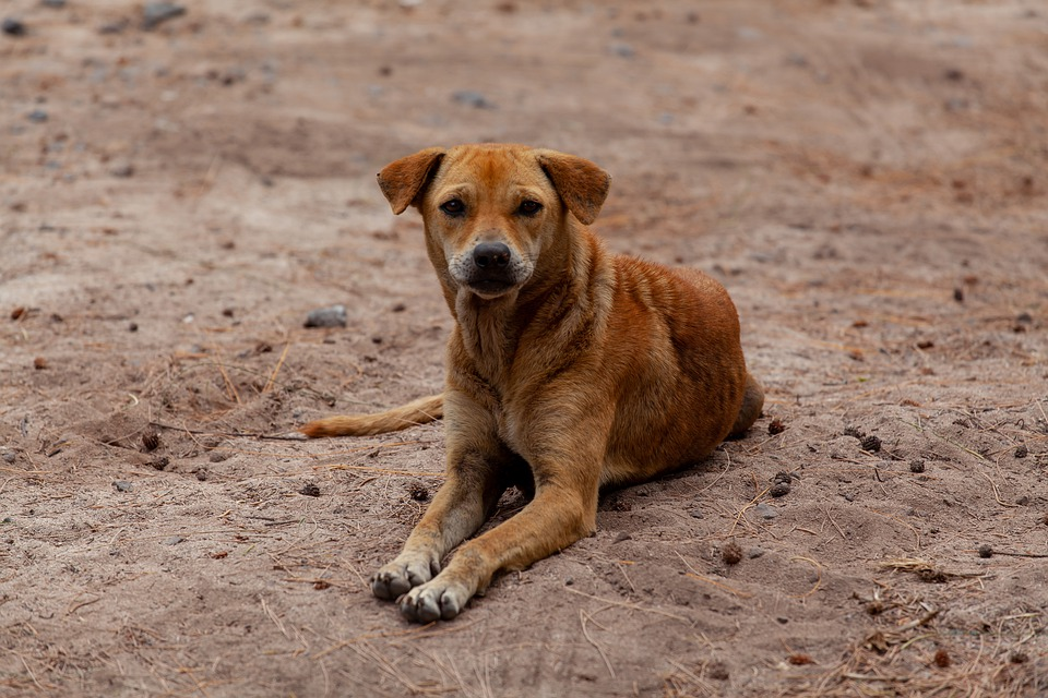 Perro abandonado