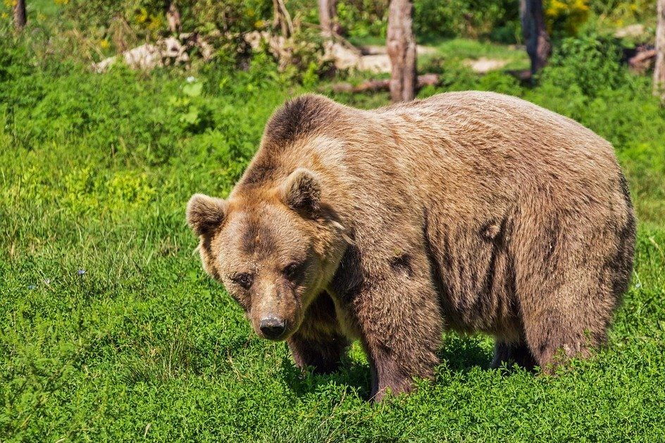 Oso