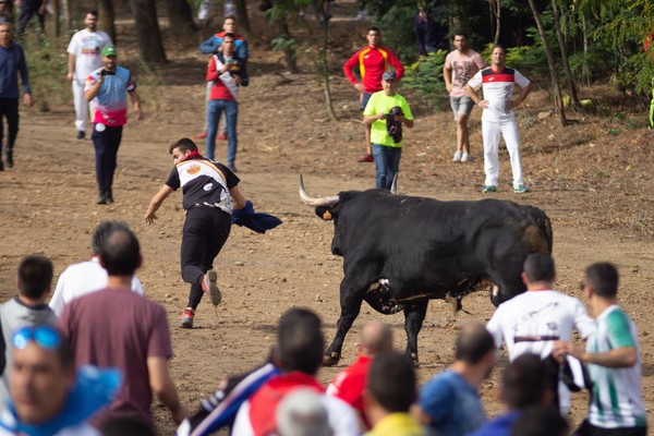 Toro de la vega