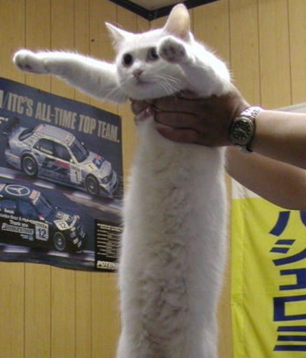 Gato