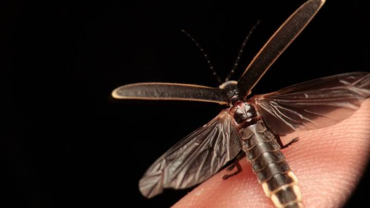 Insecto