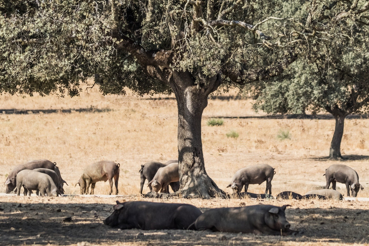 Cerdo Ibérico