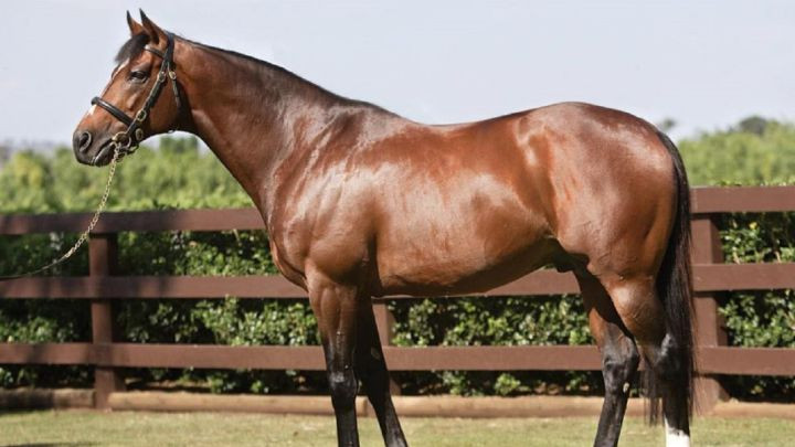 CABALLO