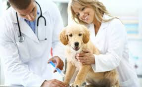 Veterinario