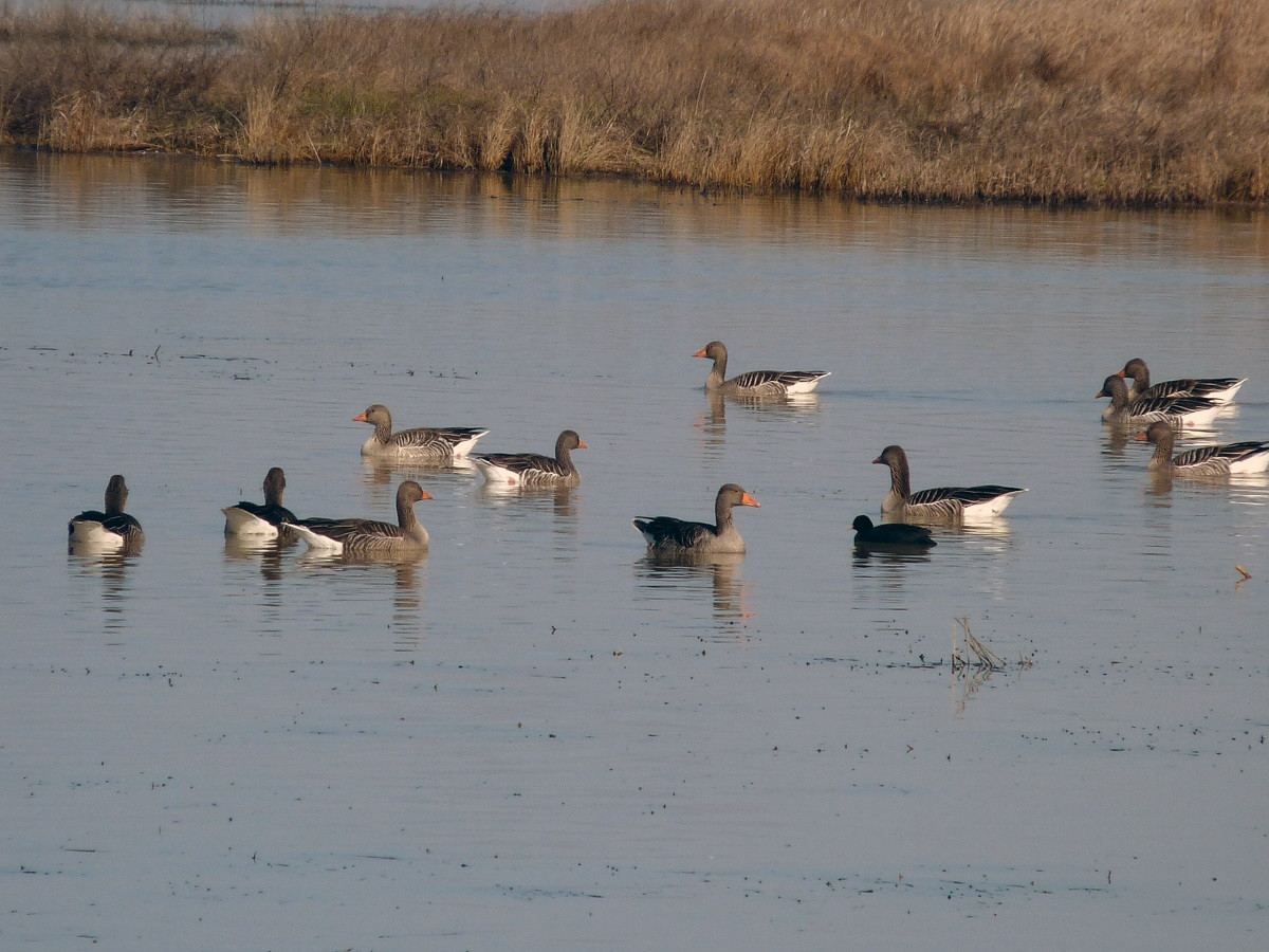 VILLAFÁFILA LAGUNA