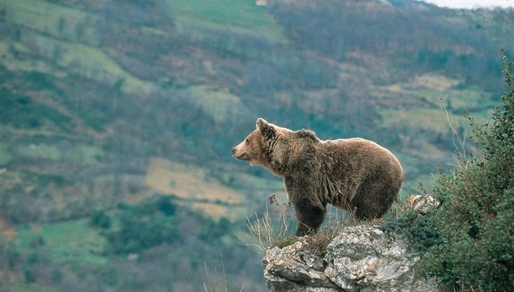 Oso pardo