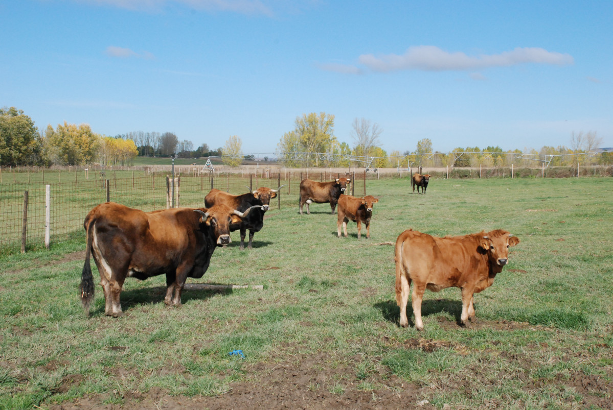 Ganaderia Vacas