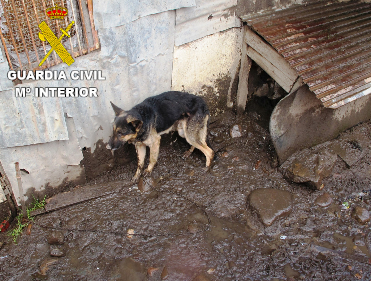 Perros abandonados y desmutridos en Villablino (Leu00f3n)