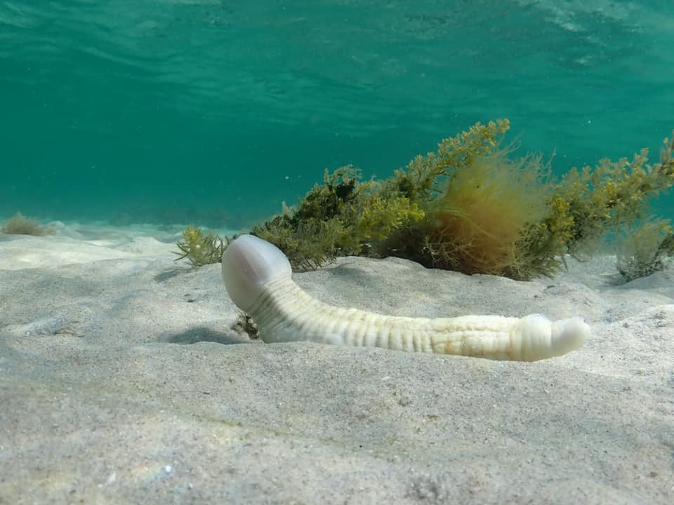 Habitante del mar