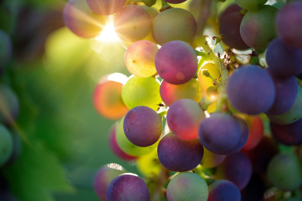Uvas vino