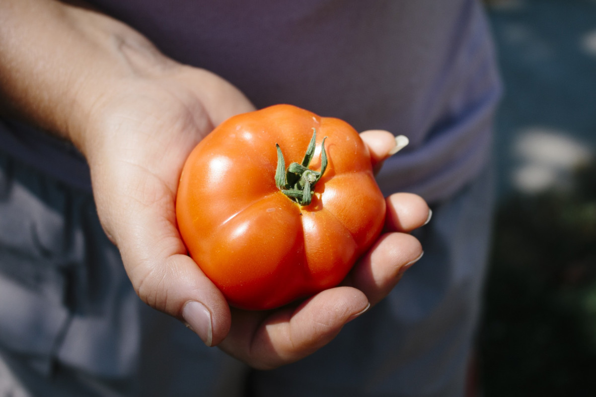 Tomate huerta