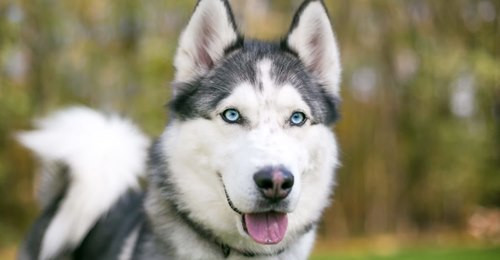 Husky