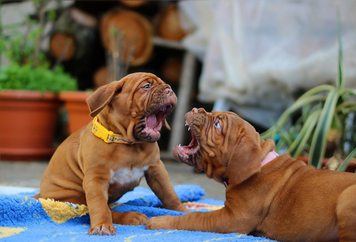 Cachorros mastín