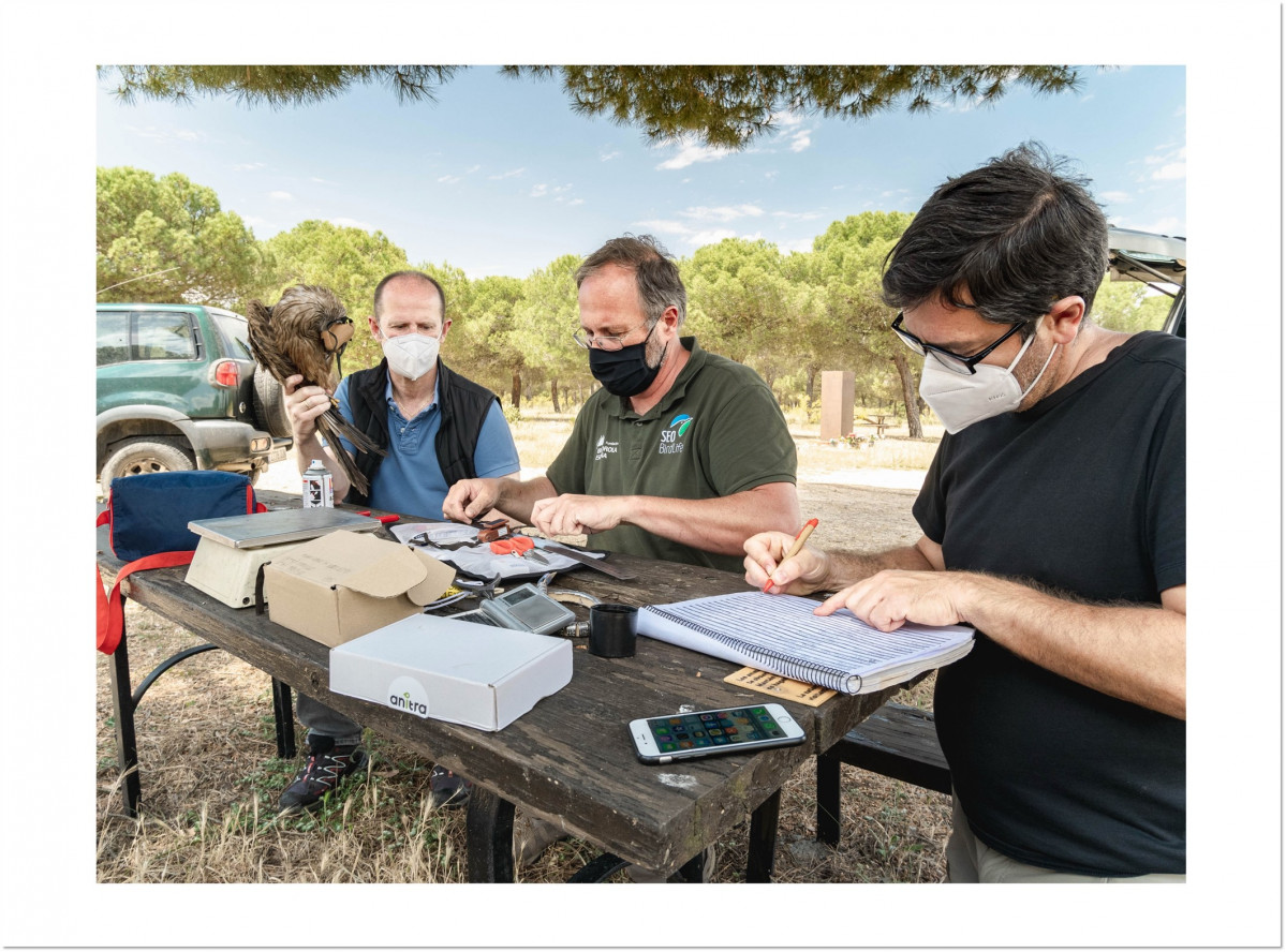 El delegado de Iberdrola en CyL, Miguel Calvo, en el marcaje de milano negro en Tordesillas (Valladolid) I