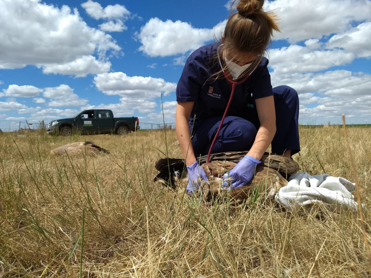 Veterinaria del Centro de Recuperaciu00f3n de Aves Silvestres