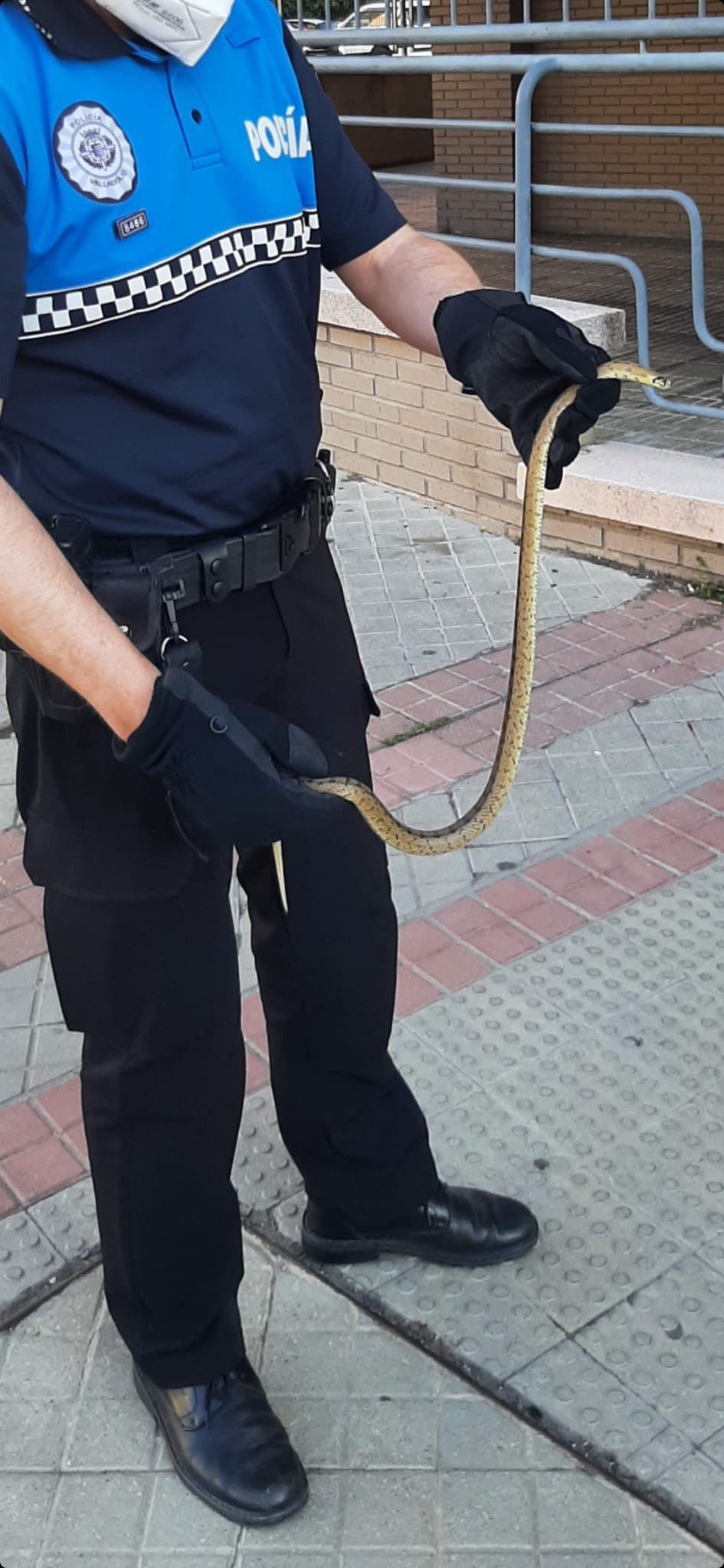 Serpiente