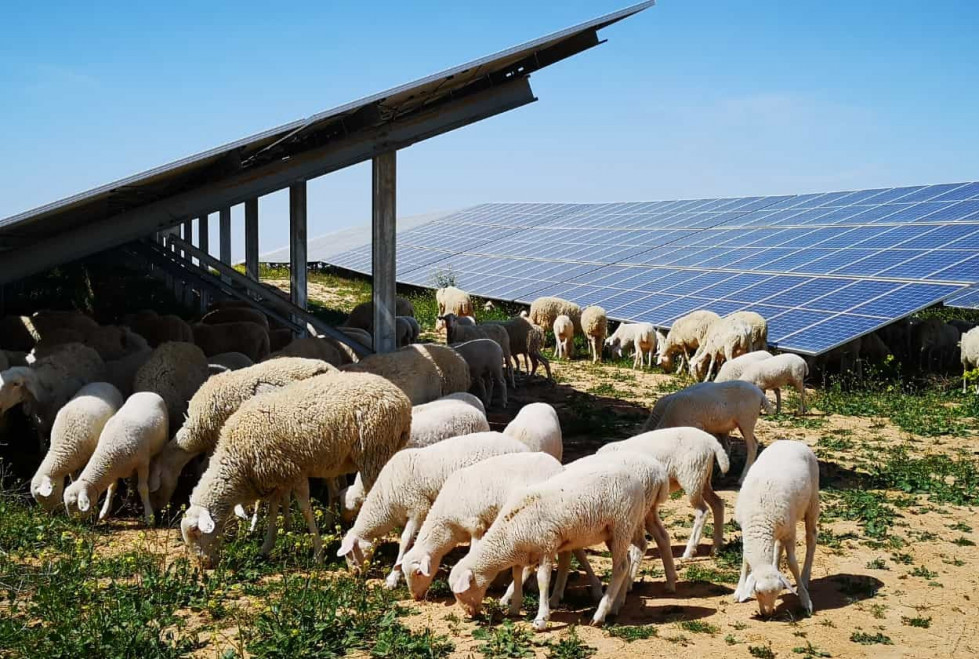 Ovejas pastando en planta fotovoltaica de Iberdrola