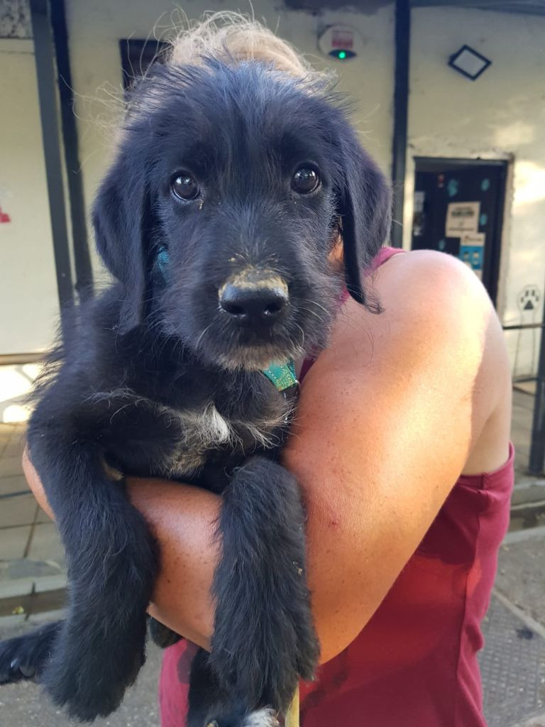 Cachorro abandonado en una seu00f1al de tru00e1fico en Leu00f3n