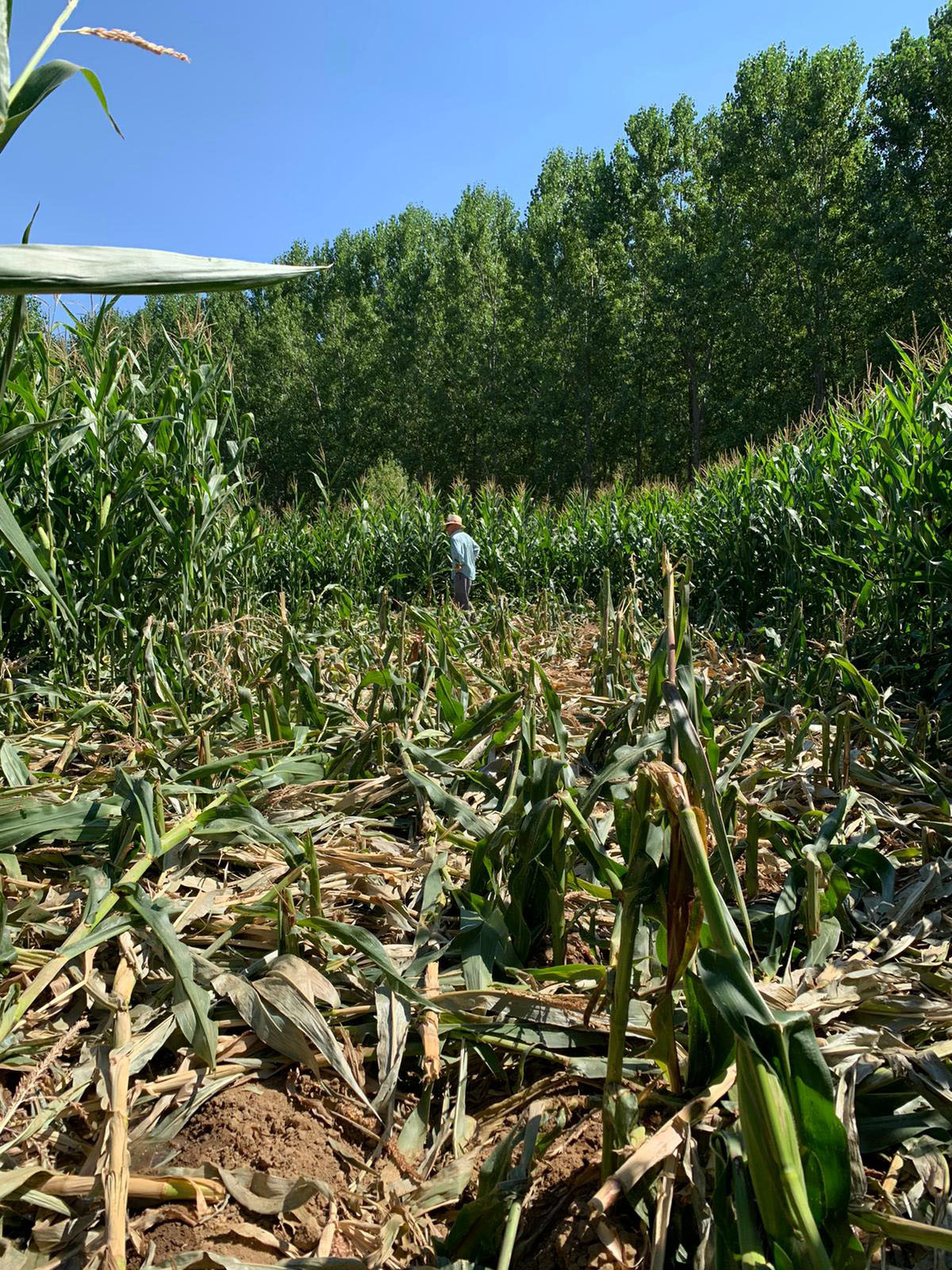 Agricultura