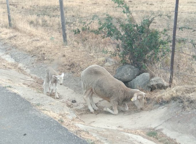 Animales carretera