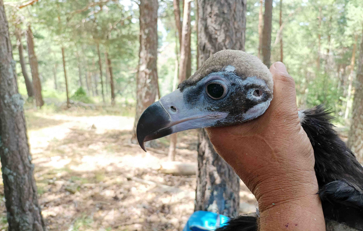 Rbuitre negro en la Sierra de la Demanda