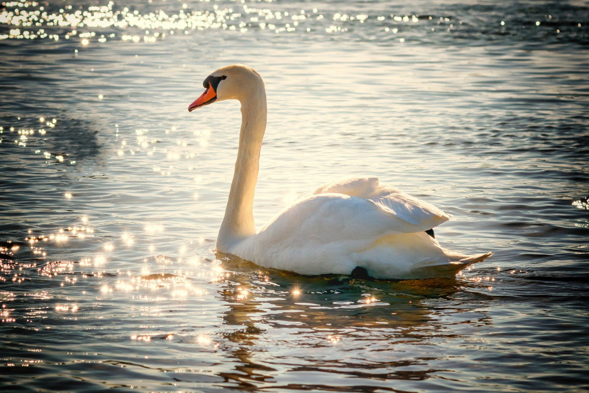 Cisne