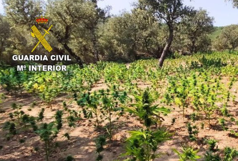 Plantación de marihuana Villardeciervos Zamora