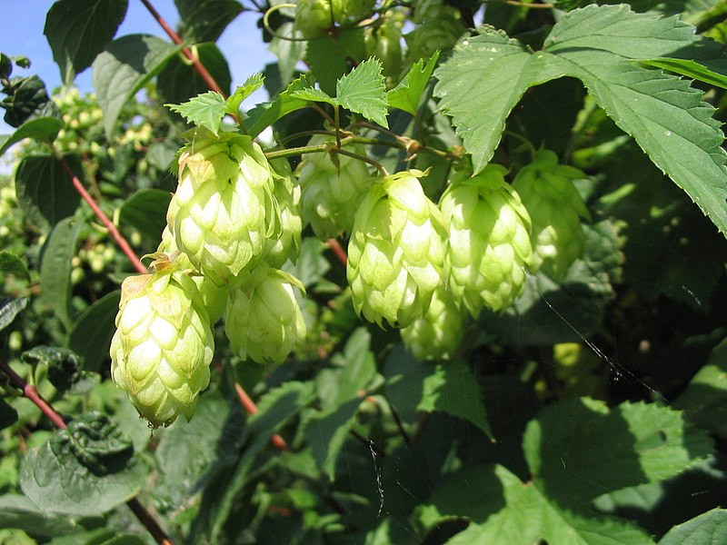 Lupulo
