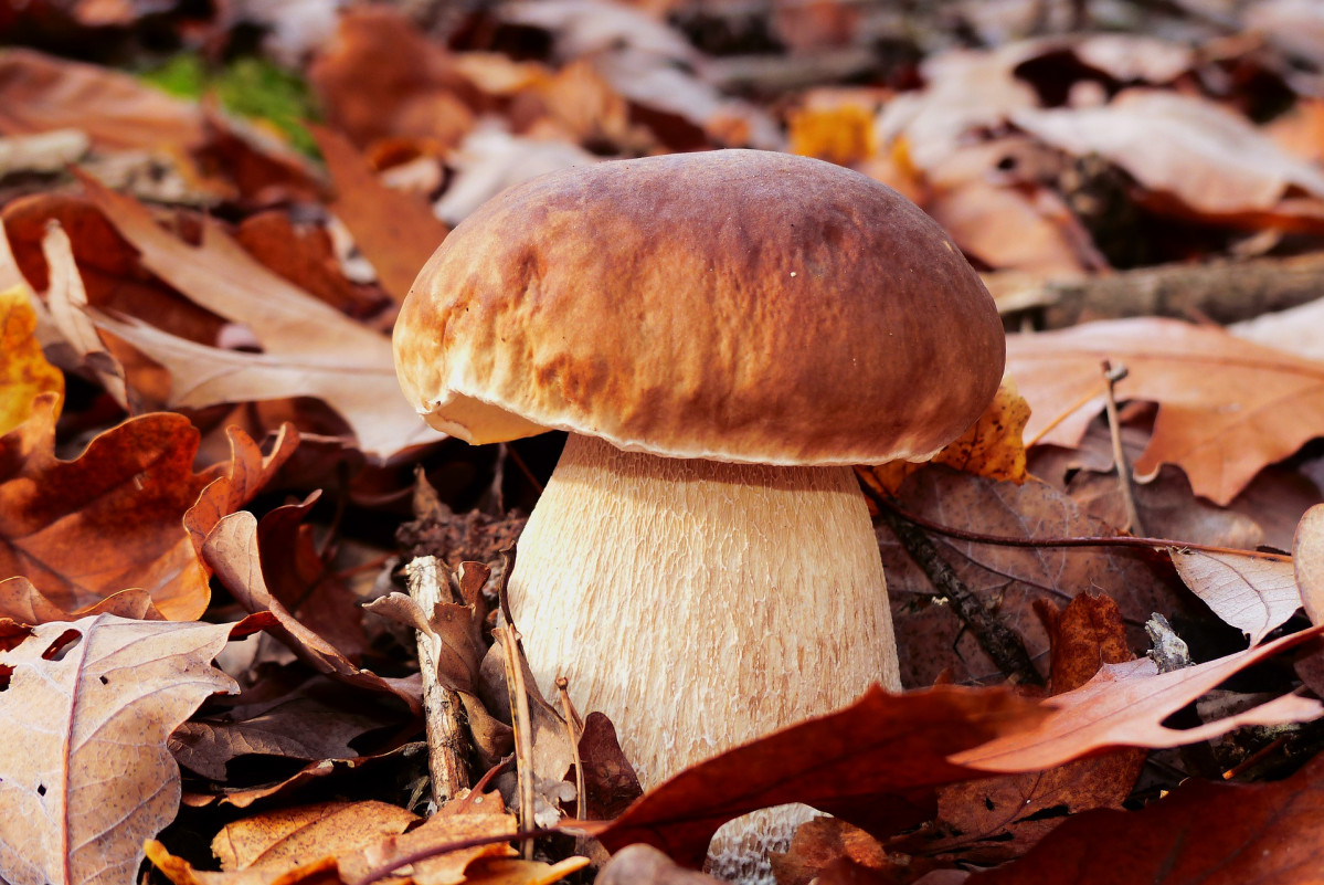 Boletus