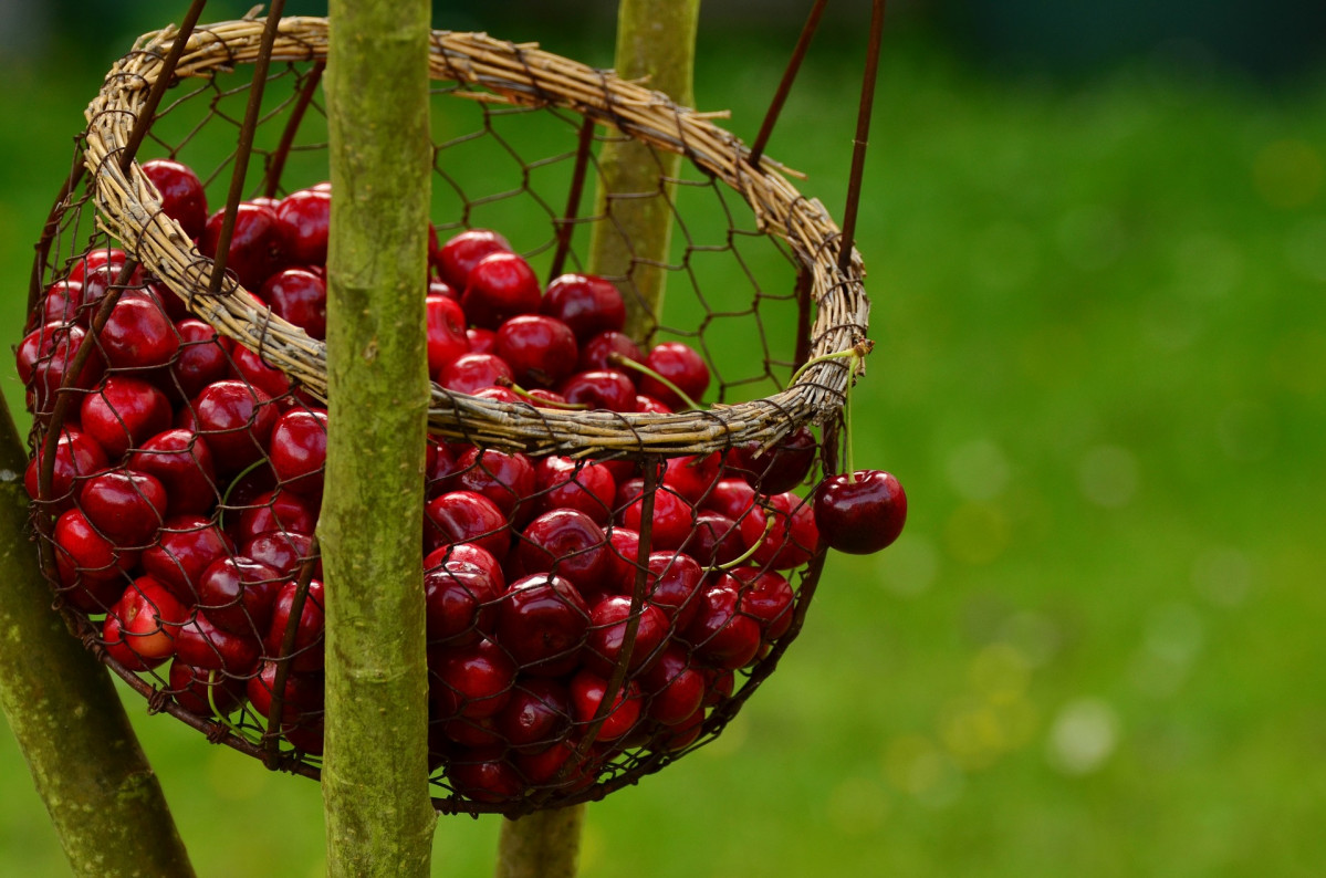 Cerezas