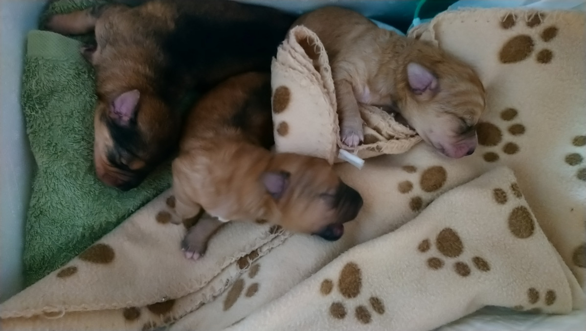 Cachorros abandonados