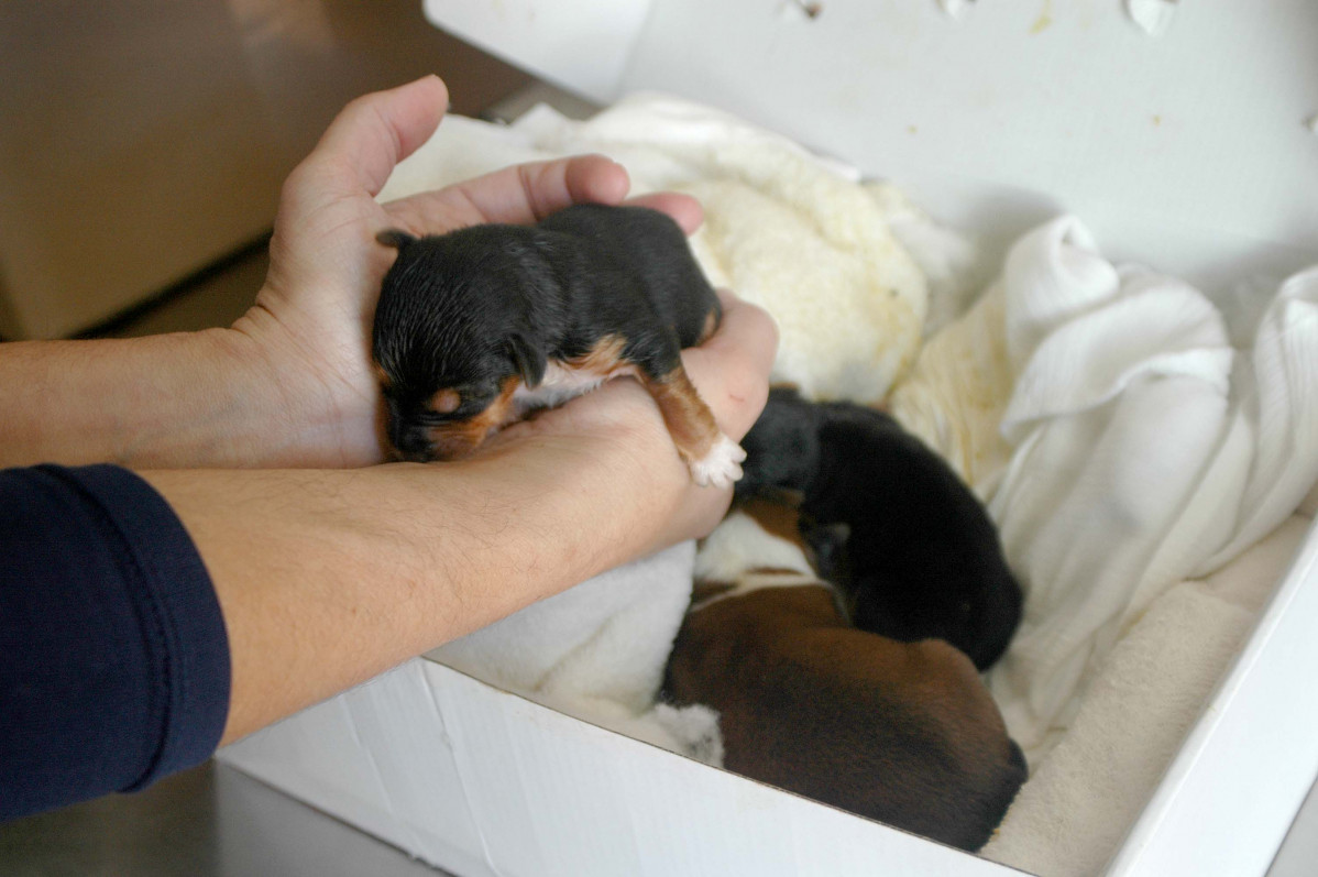 Cachorros de perro