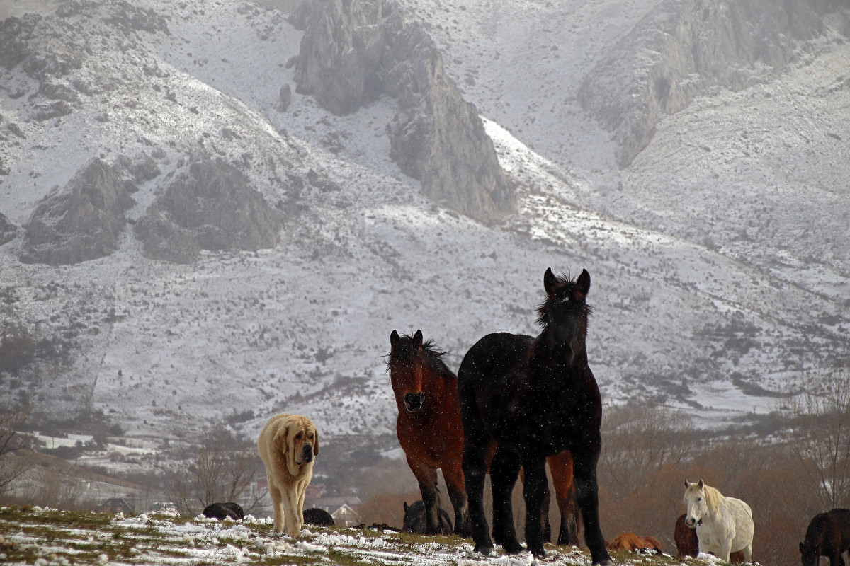 Nieve animales