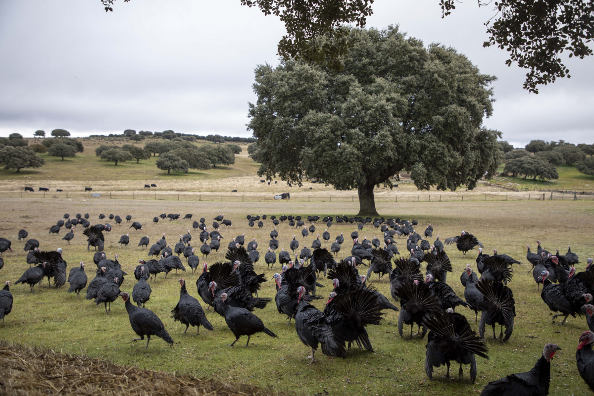 Pavos