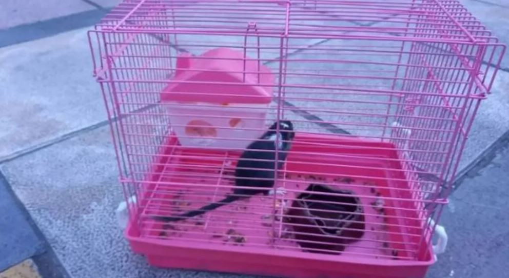Animal abandonado
