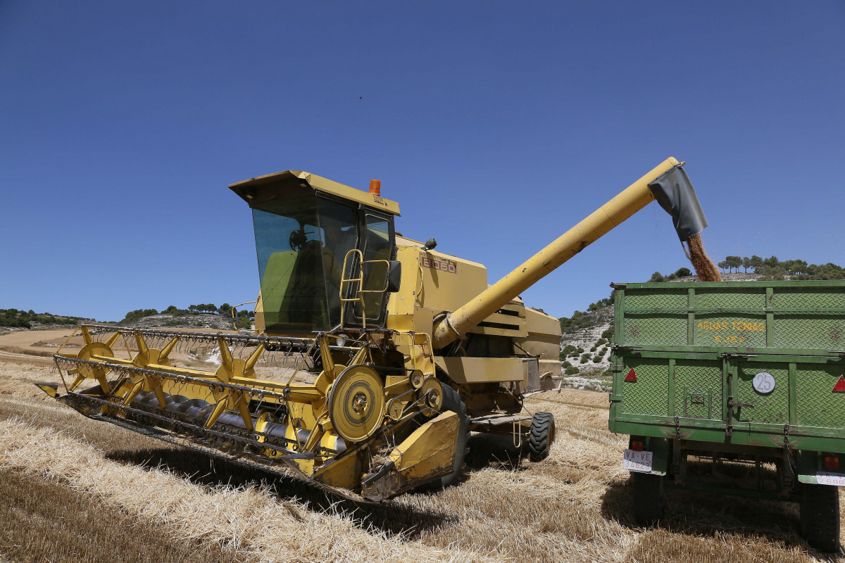 Eduardo Margareto  ICAL . La cosechadora descarga el trigo en el remolque del tractor