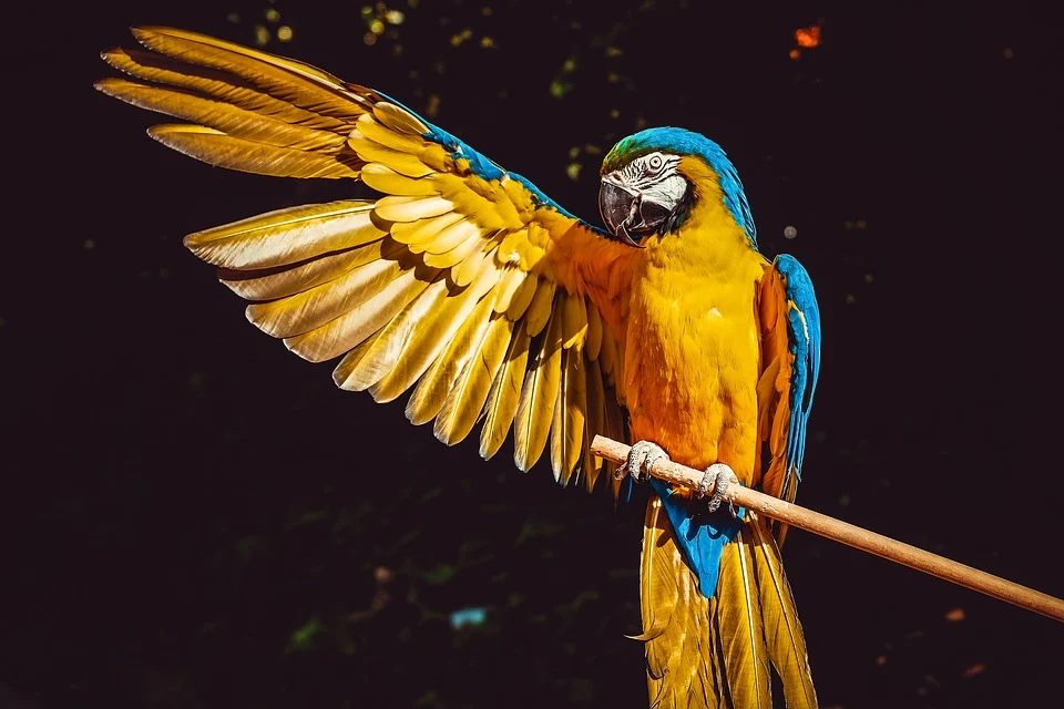 Animales exoticos