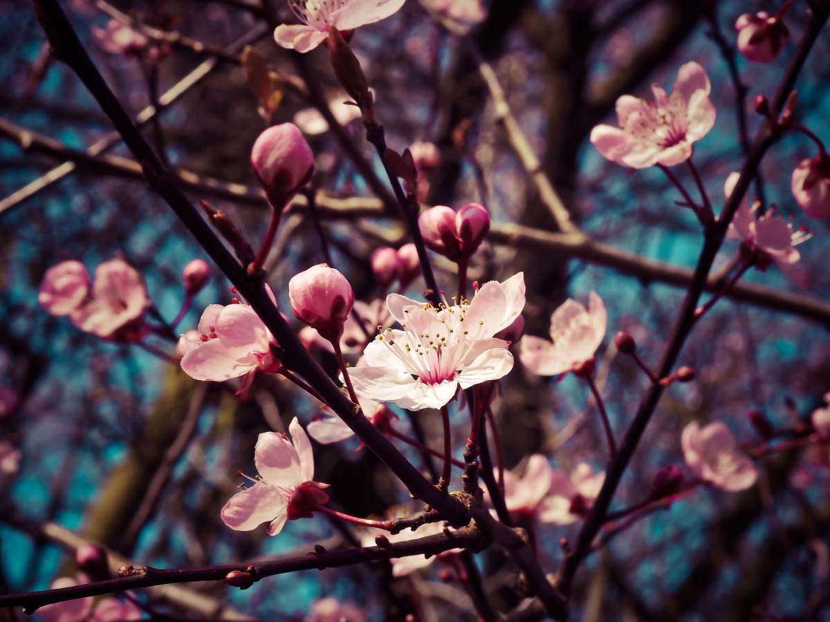 Almond blossoms 1229138 1920