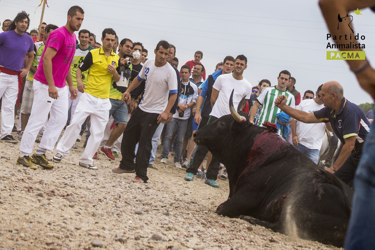 Toro de la Vega 2014