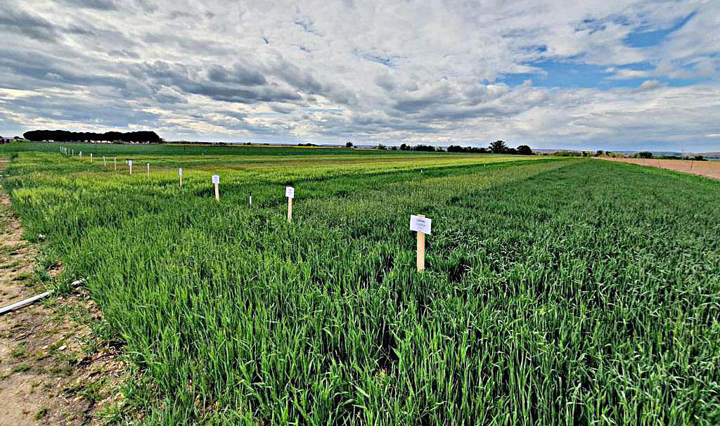 Campo de ensayos de Cobadú