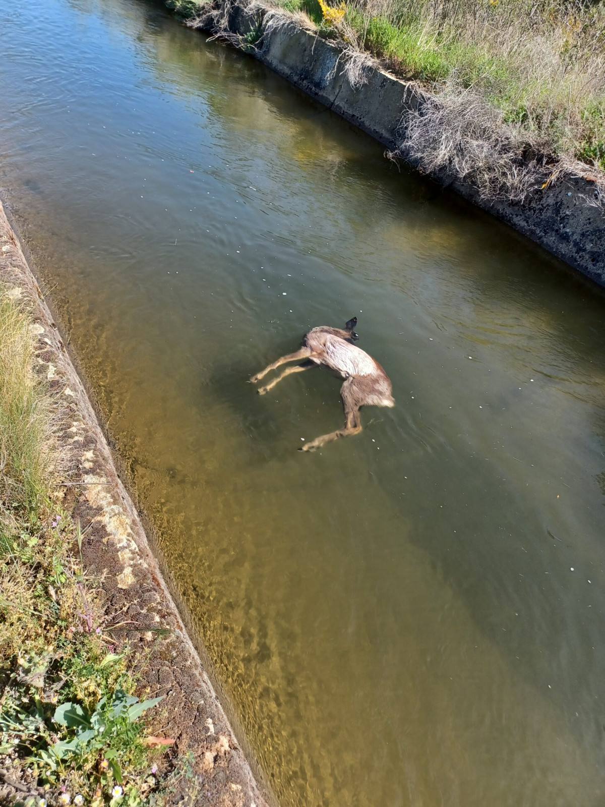 Animales ahogados en el Duero