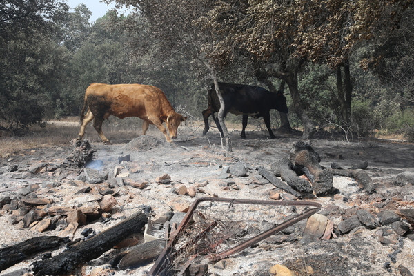 Incendio