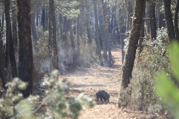 Incendio Tábara