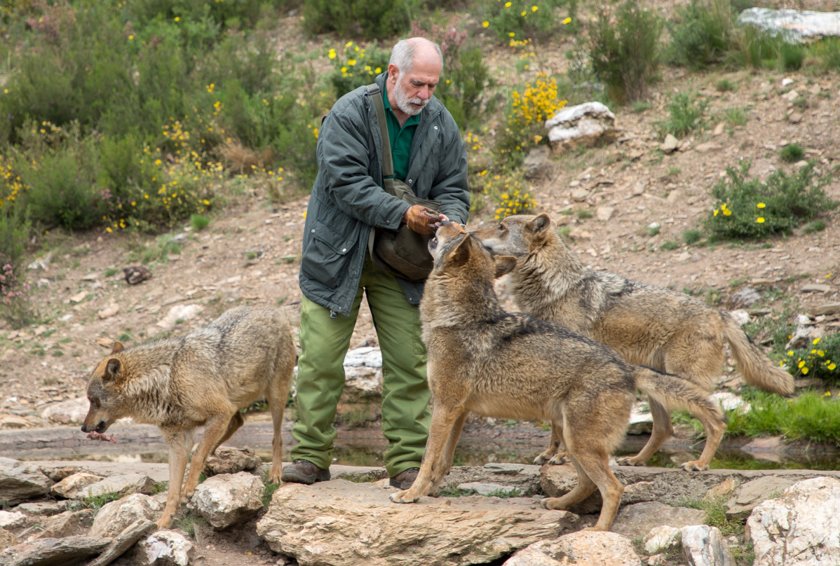 Eduardo Margareto  ICAL . El biu00f3logo especialista en lobos