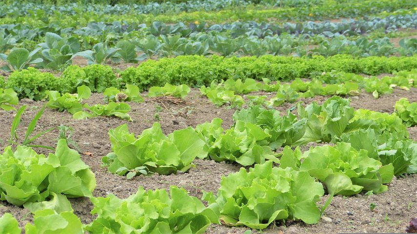 Salad 2482457  480